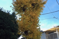 GINKGO