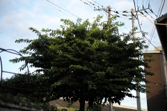 L1000316
